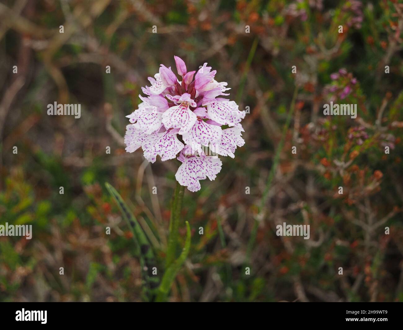 short flowerspike of Heath Spotted Orchid (Dactylorhiza maculata) with  pink spot markings on white lip on wind-blasted turf of Orkney, Scotland,UK Stock Photo