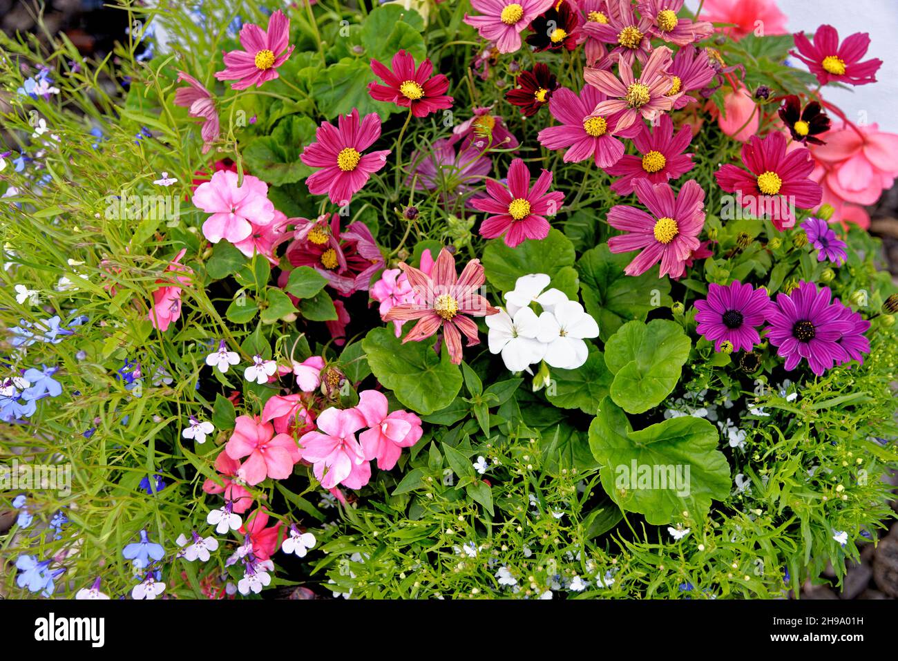 English wild flowers hi-res stock photography and images - Alamy