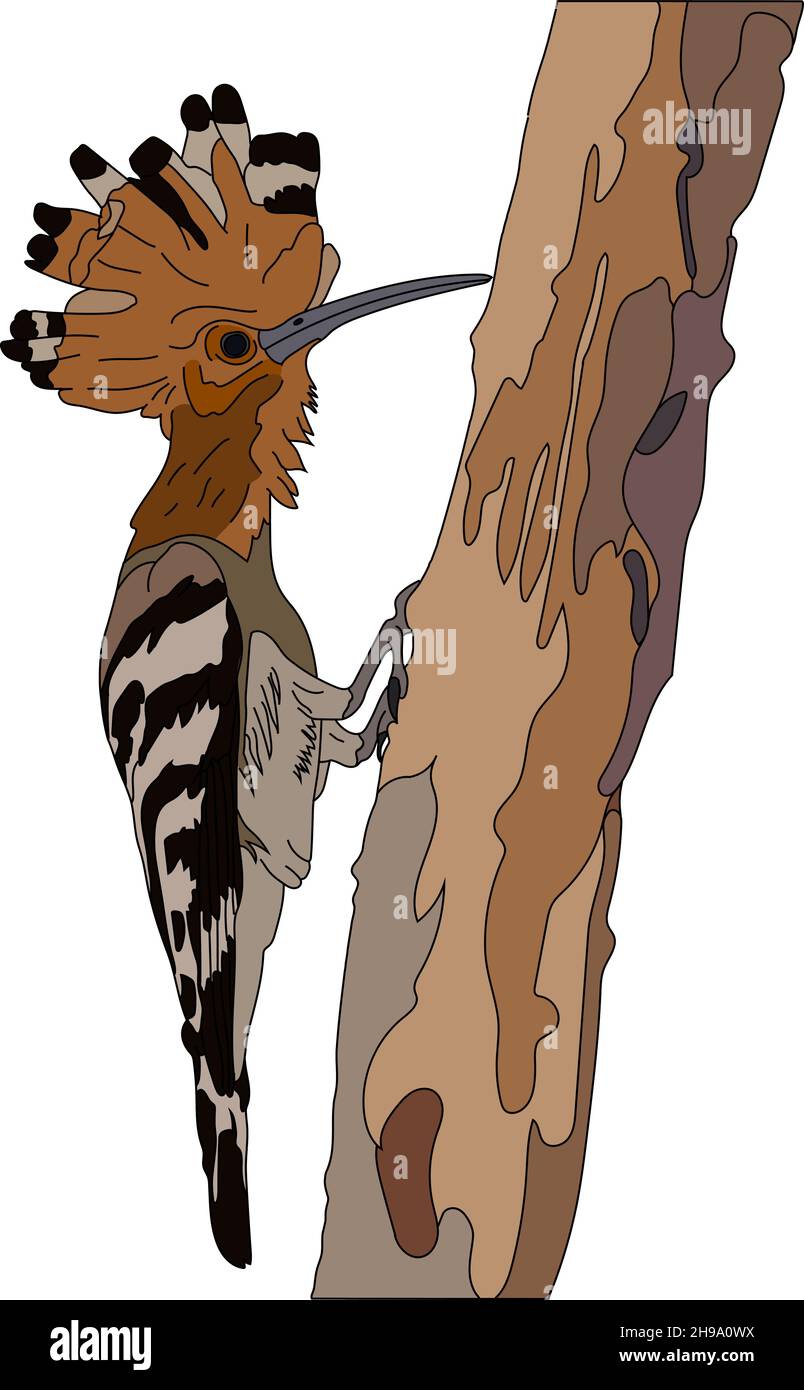 Vector hand drawn artistic illustration on white background, Tropical bird. Beautiful Hoopoe, Eurasian Hoopoe. Stock Vector