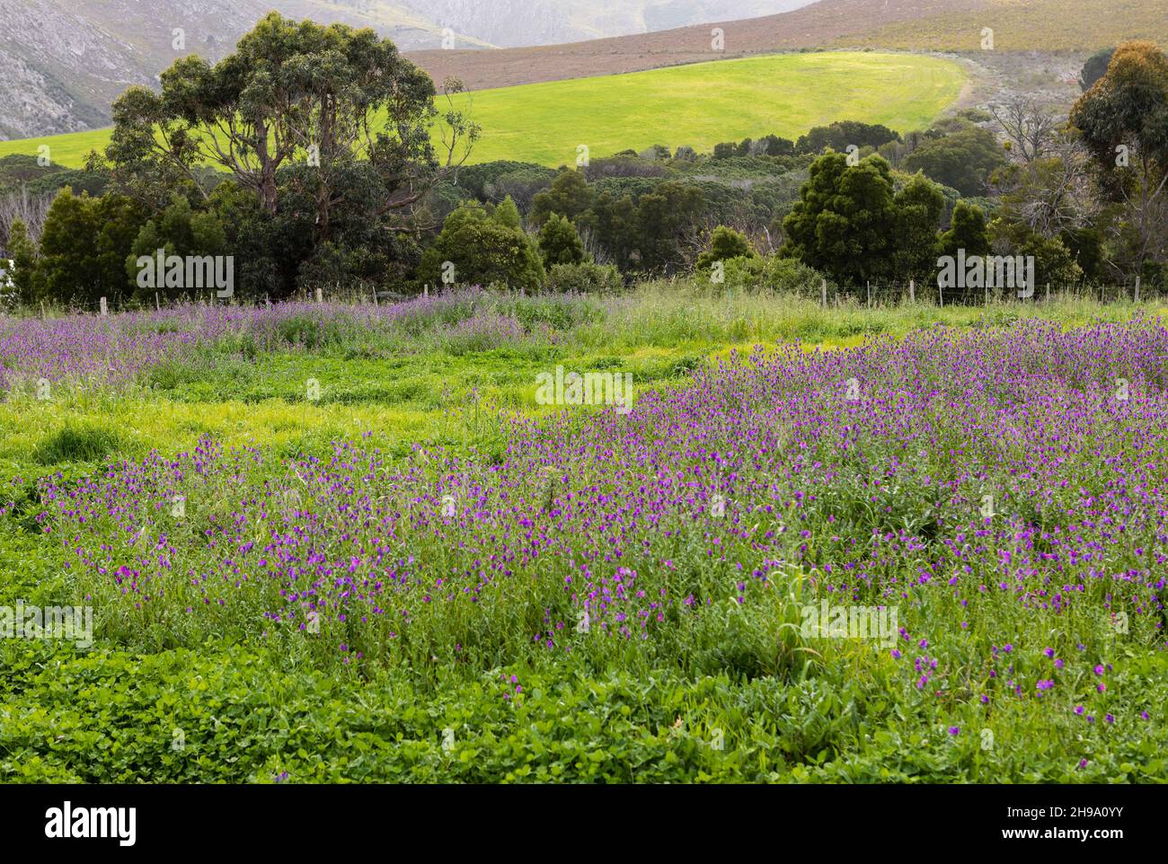 Landscape, Stanford Valley Guest Farm, Stanford, Western Cape, South Africa. Stock Photo