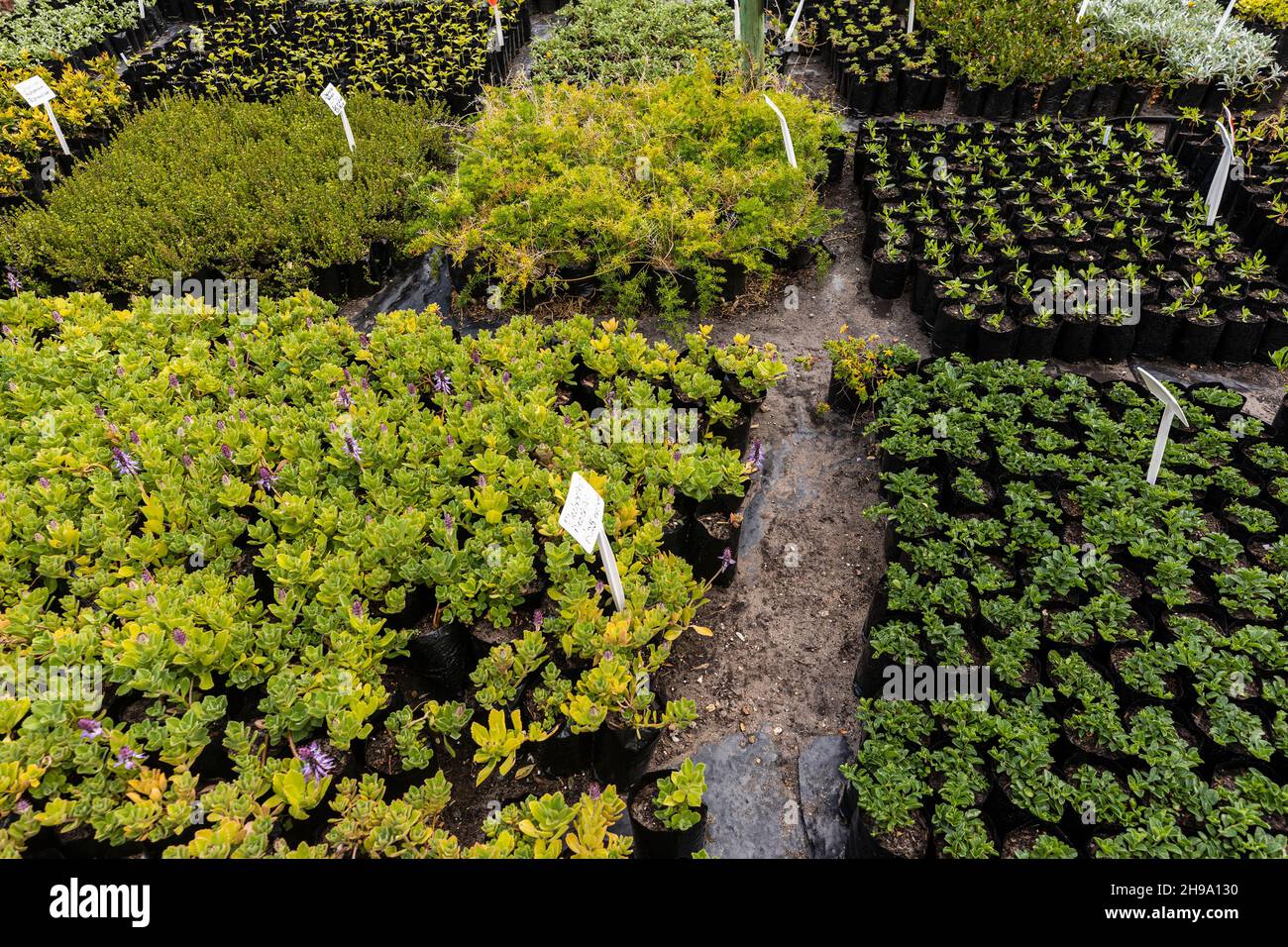 Plants for sale, Stanford, Western Cape, South Africa Stock Photo Alamy