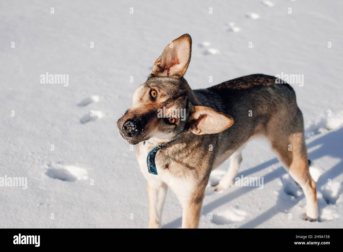 Portrait of dog on snow background. Adult big dog stands on snowy road ...