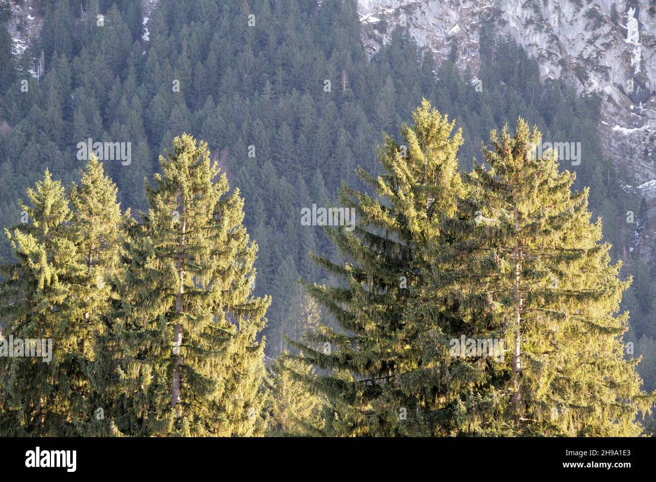 Dense evergreen trees hi-res stock photography and images - Alamy