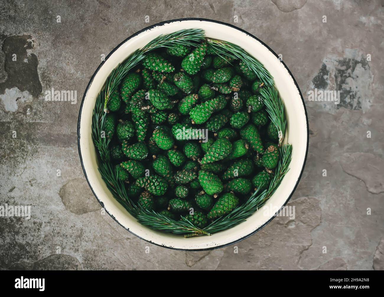 Green pine cones in a large cup outdoors prepared for medical syrup. Stock Photo