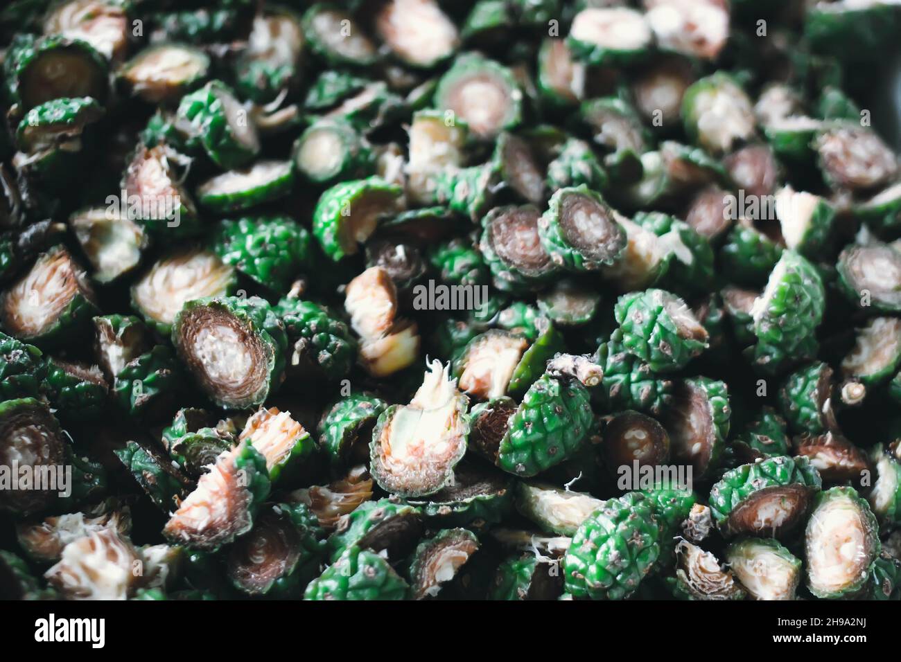 Sliced green pine cones. Cone in the hand. Nature ingredients prepared for medical syrop. Stock Photo