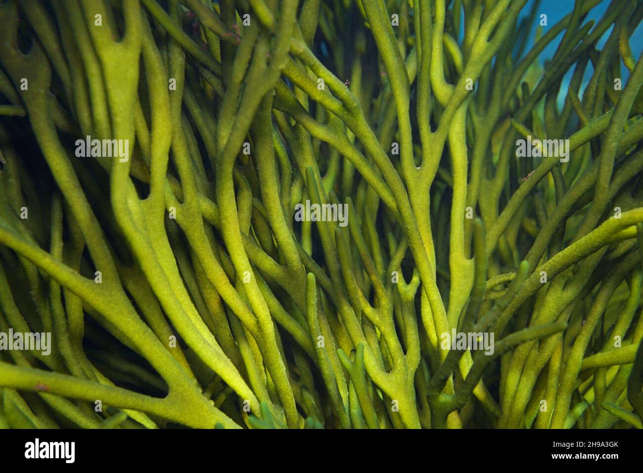 Velvet horn seaweed, green alga Codium tomentosum close up, underwater in the ocean, Eastern Atlantic, Spain, Galicia Stock Photo