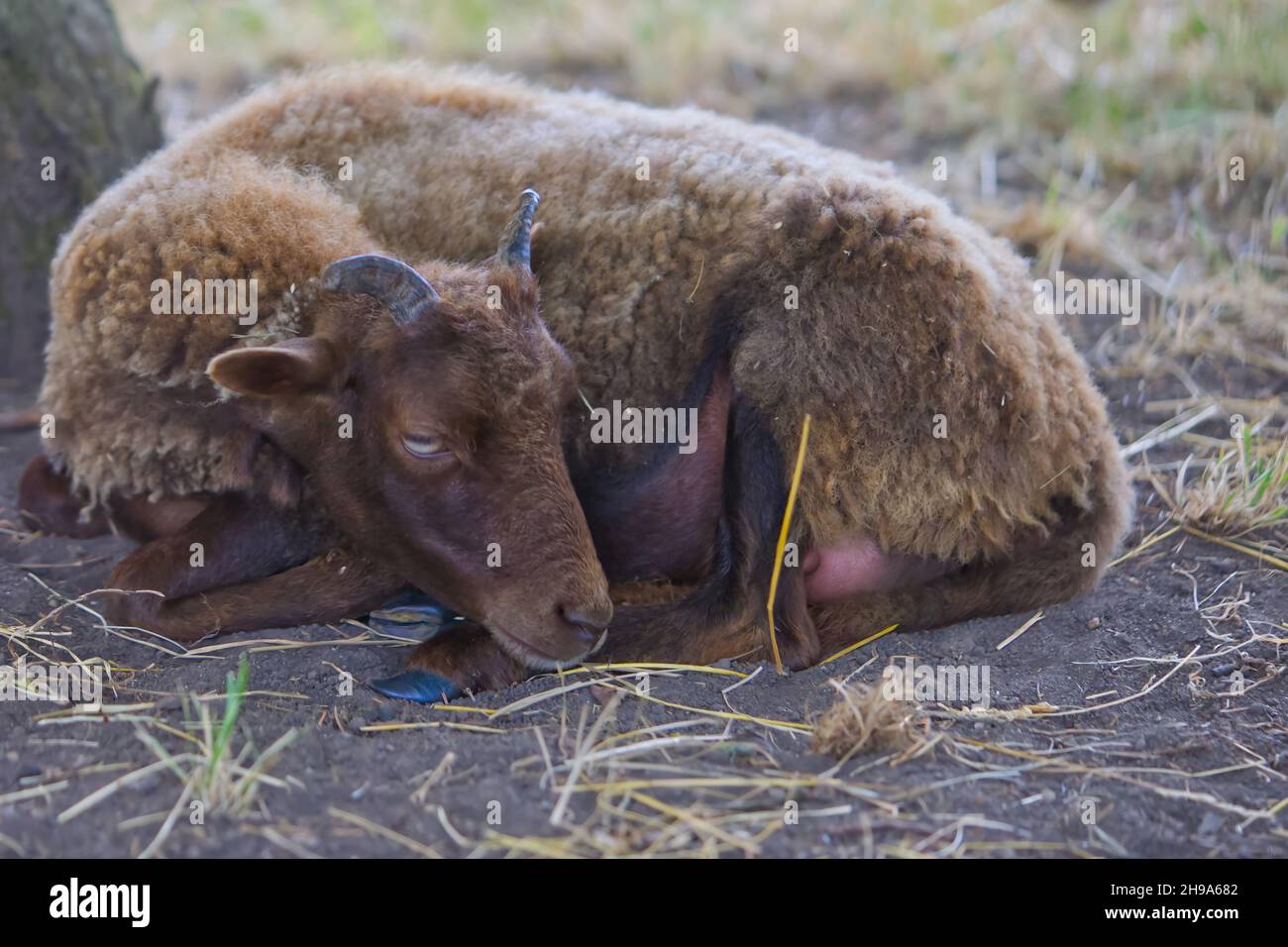 brown ram lies on the ground and rests Stock Photo