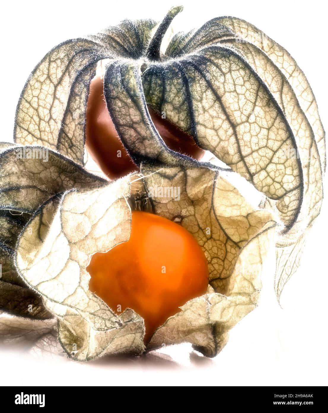Striking food representation of Cape Gooseberry, Physalis peruviana ...