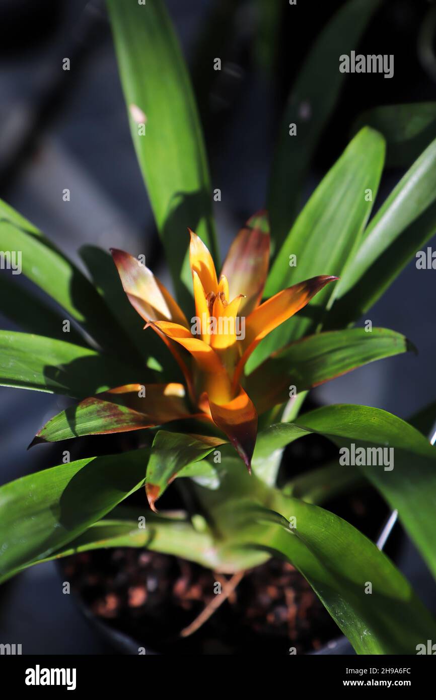 Top view of a yellow orange bromeliad in color Stock Photo