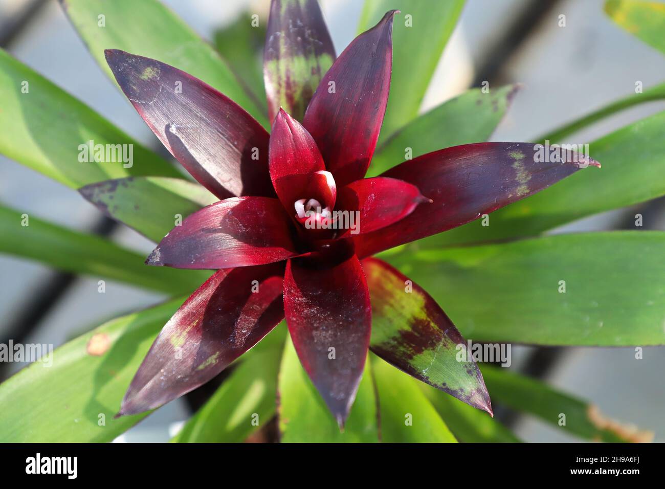 Closeup top view of red bromeliad leaf stalks Stock Photo