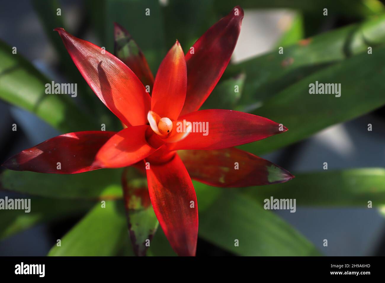Closeup top view of red bromeliad leaf stalks Stock Photo