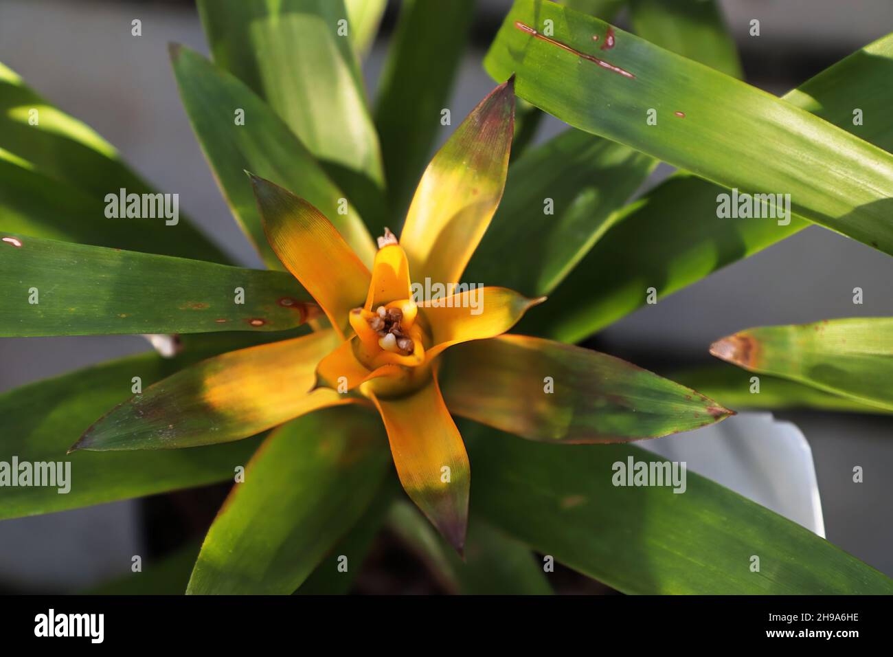 Top view of a yellow orange bromeliad in color Stock Photo