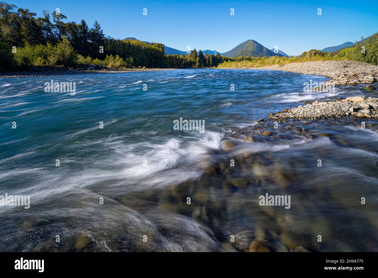 Quinault Rainforest Washington Usa Hi res Stock Photography And Images quinault-rainforest-washington-usa-hi-res-stock-photography-and-images