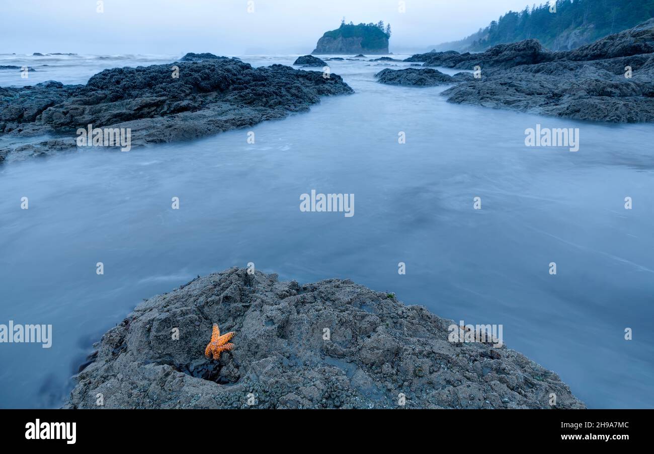 Starfish at Ruby Beach during Low Tide, Olympic National Park, Washington State, USA Stock Photo