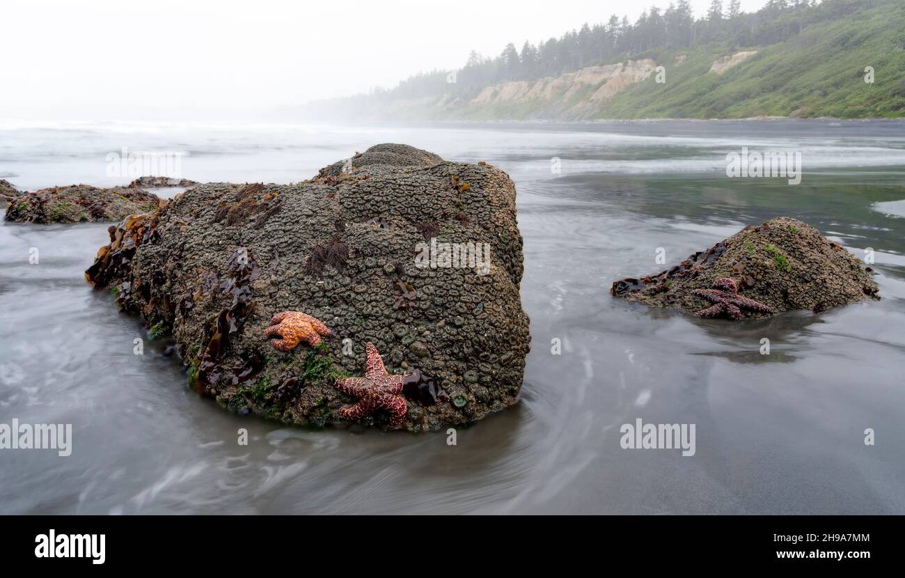 Starfish at Ruby Beach during Low Tide, Olympic National Park, Washington State, USA Stock Photo