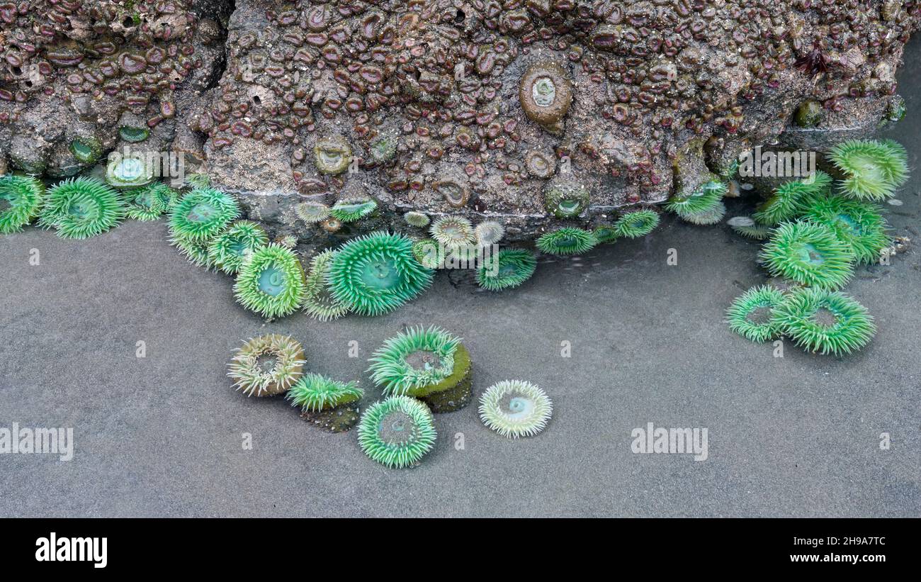 Sea Anemone at Ruby Beach during Low Tide, Olympic National Park, Washington State, USA Stock Photo