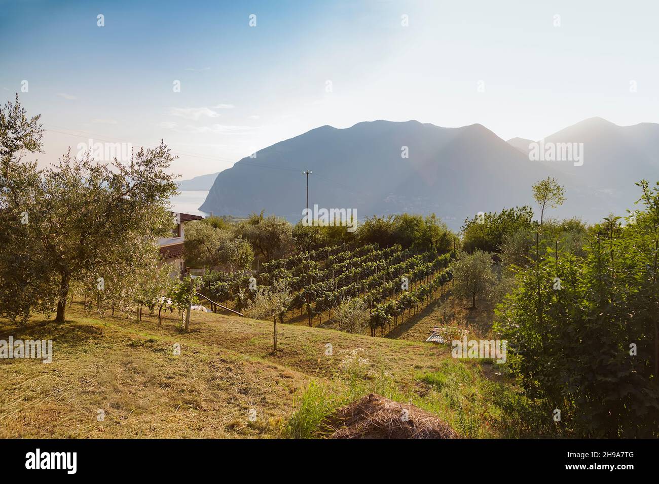 Vineyard on the southern slope of the island, the commune of Monte Isola. Lombardy. Italy Stock Photo