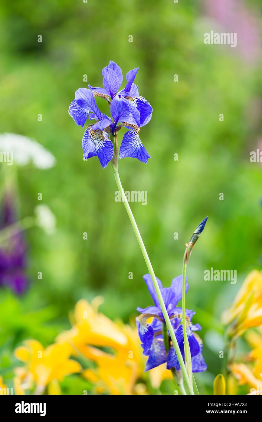 Siberian Iris blue on a background of green grass on a garden bed Stock Photo