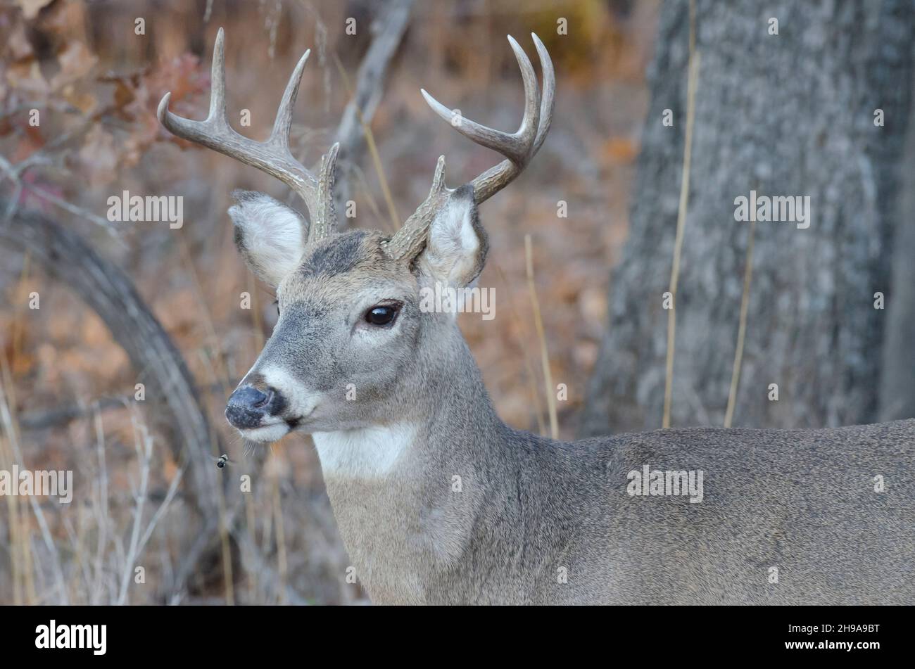 https://c8.alamy.com/comp/2H9A9BT/white-tailed-deer-odocoileus-virginianus-buck-in-woods-and-being-harassed-by-deer-bot-fly-cephenemyia-sp-2H9A9BT.jpg