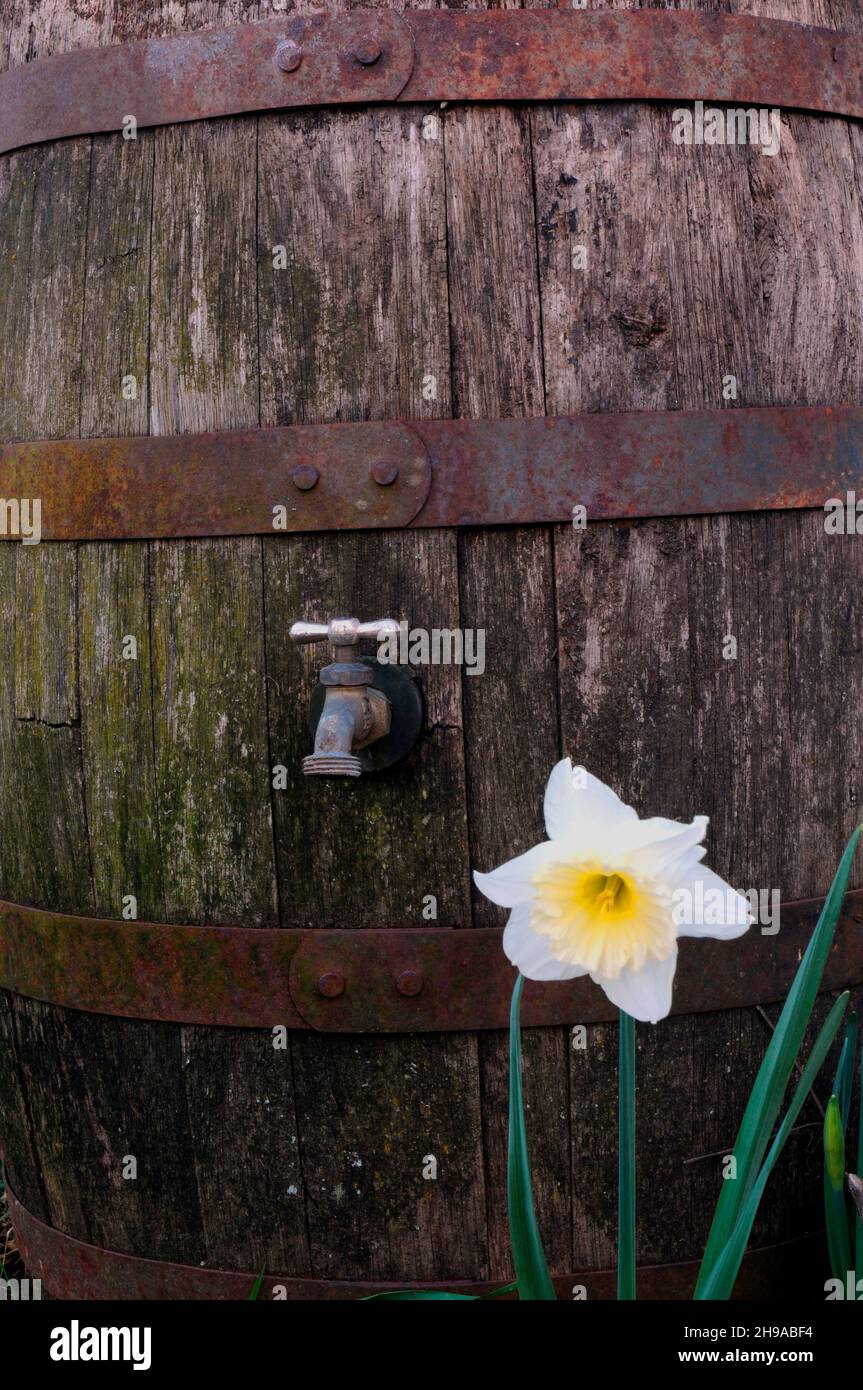 Wood barrel with faucet and daffodil flower. Portland, Oregon Stock