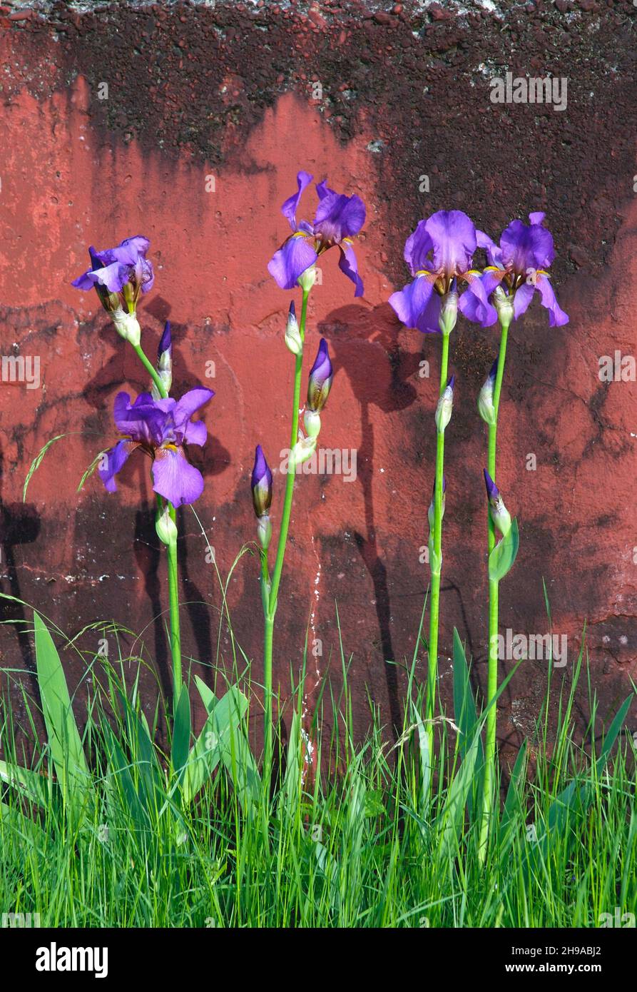 Wild iris flowers against rust colored wall. Oregon Stock Photo