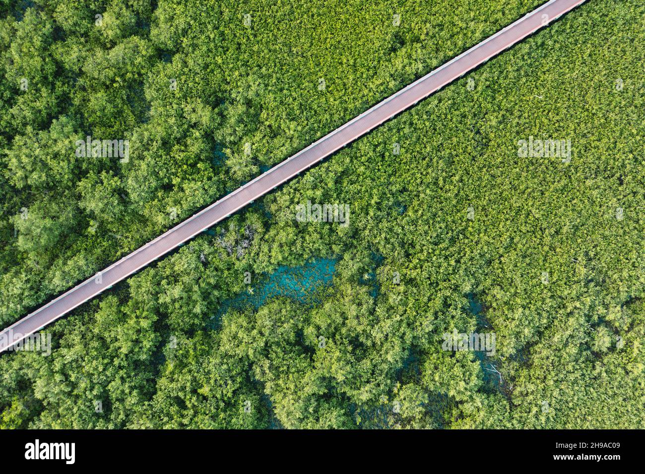 Aerial of Ponce Inlet Preserve black mangrove (Avicennia germinans) swamp with a reddish wooden walkway cutting ta diagonal line through the trees. Stock Photo