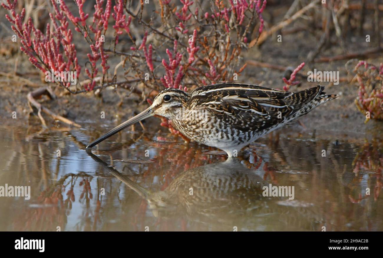 snipe in the pond in autumn Stock Photo