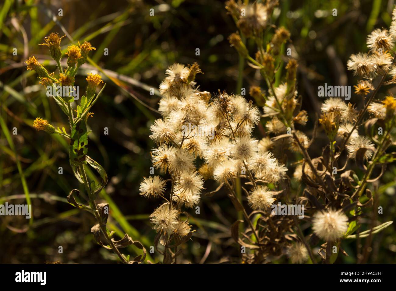 The flower of the Dandelion plant in winter Stock Photo