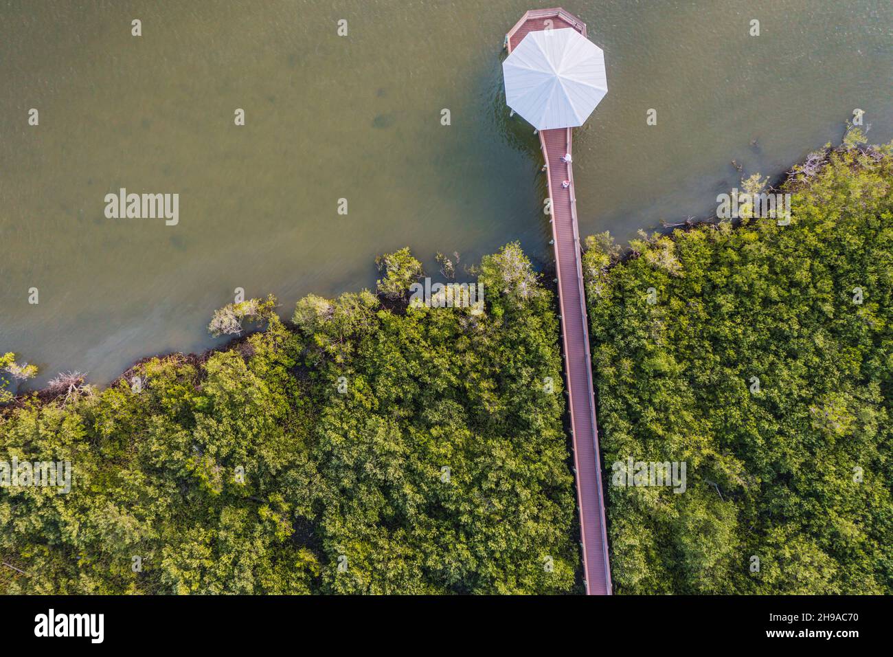 Aerial of black mangrove (Avicennia germinans) swamp with a wooden walkway cutting through the trees ending in an octagon shaped river front lookout. Stock Photo