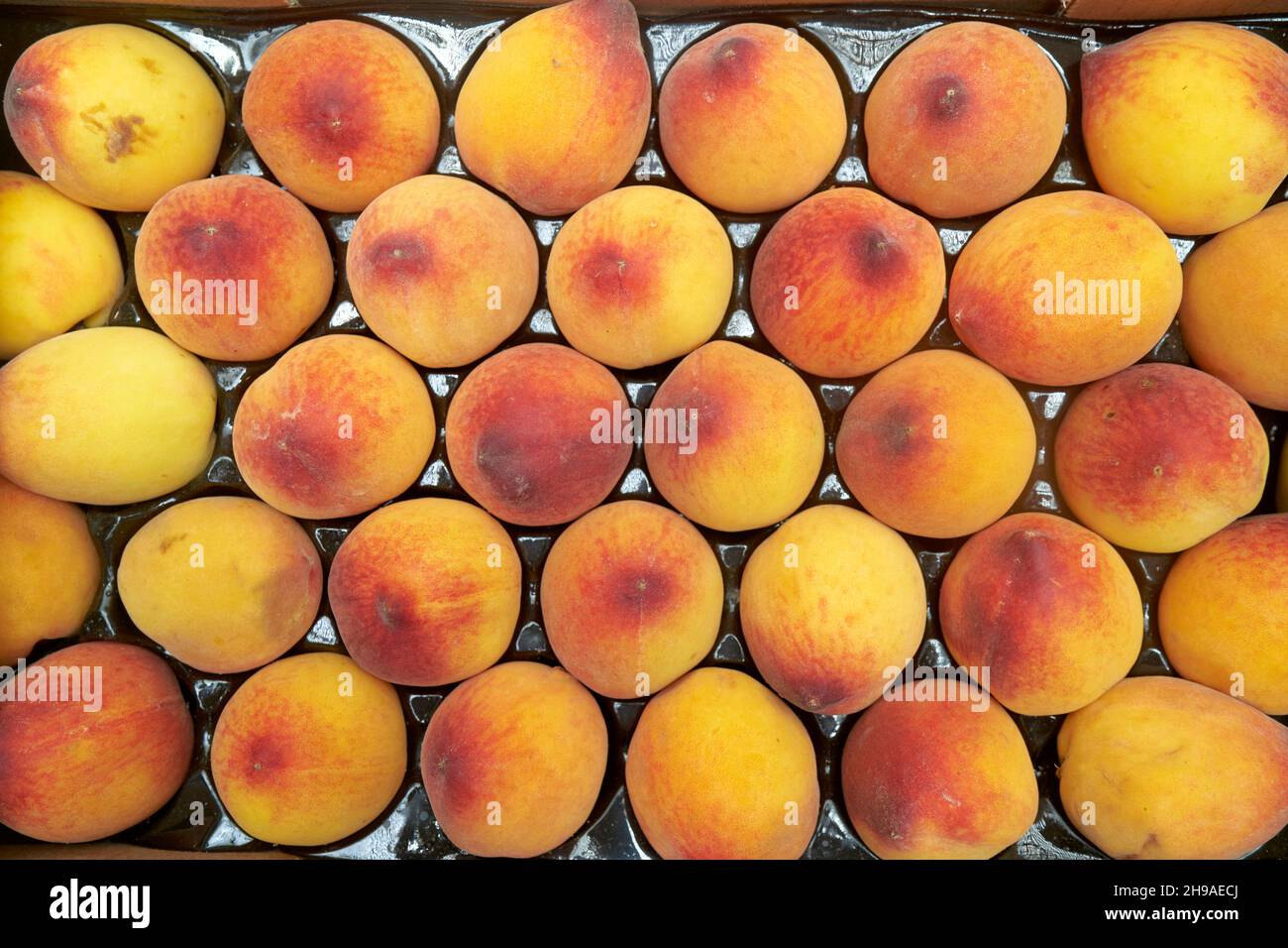 The peach Prunus persica is a deciduous tree native most called peaches and nectarines. Stock Photo