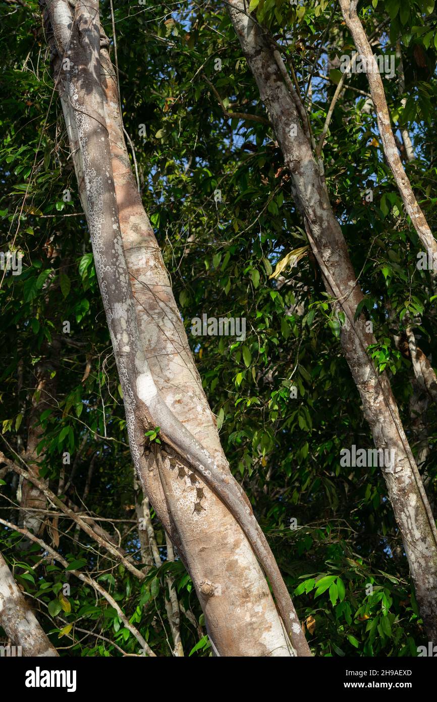 Proboscis Bat (Rhynchonycteris naso) sleeping in a line on the trunk of a tree during the day on the bank of the Cristalino river in the Amazon formin Stock Photo