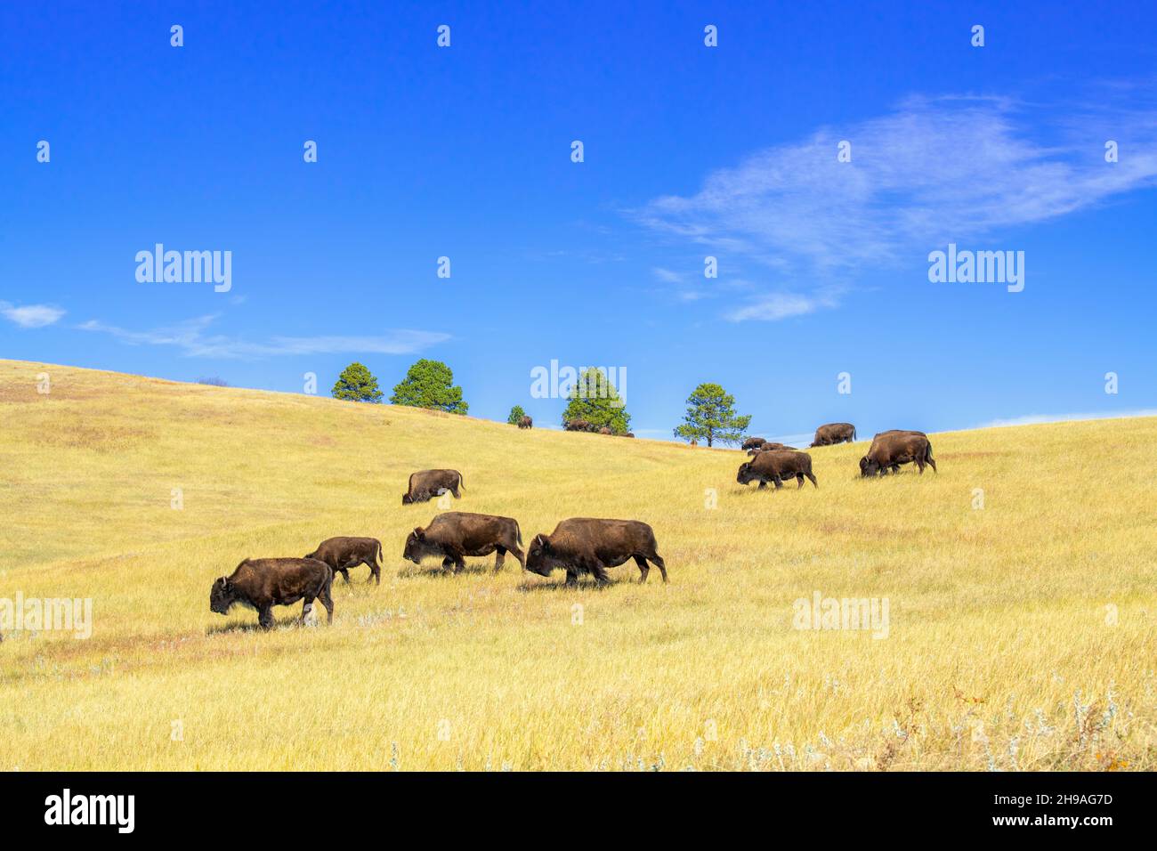 Bison (Bison bison) herd grazing on grasses, Custer SP, South Dakota