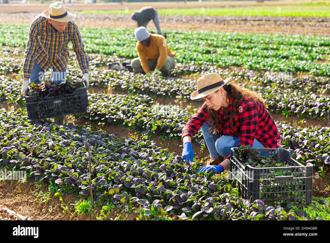 Mustard greens picking hires stock photography and images Alamy