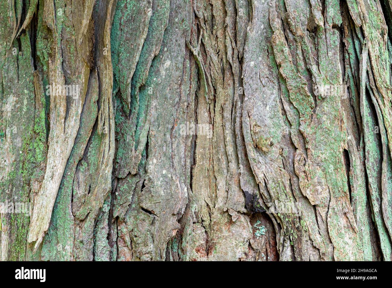 Shagbark hickory (Carya ovata), native tree, Eastern United States, by