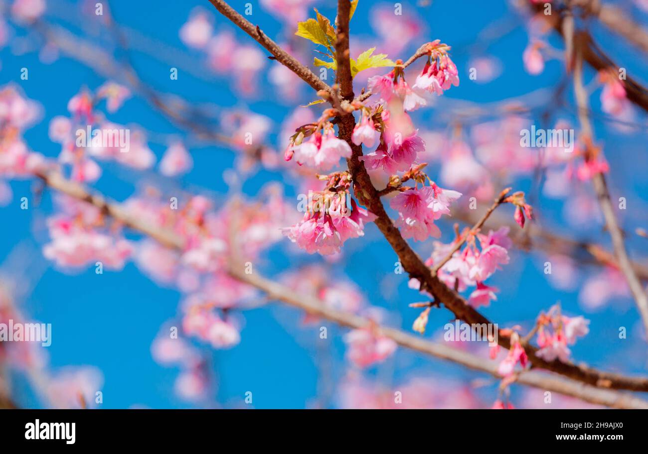 Pink cherry blossom flower blooming on tree branch Stock Photo - Alamy