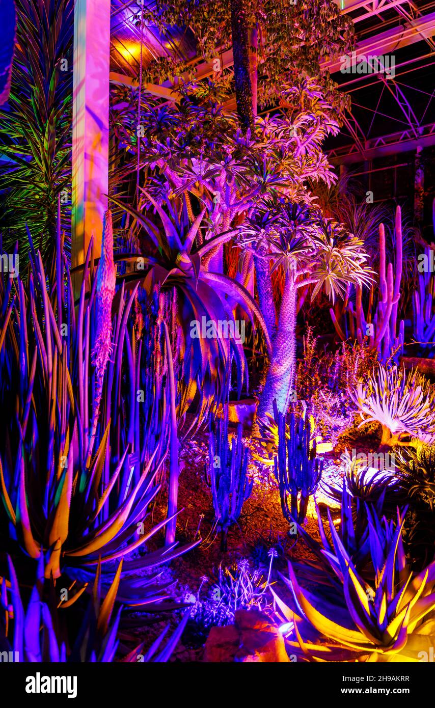 Colourful display of exotic plants in the Glasshouse at Glow 2021, the annual Christmas