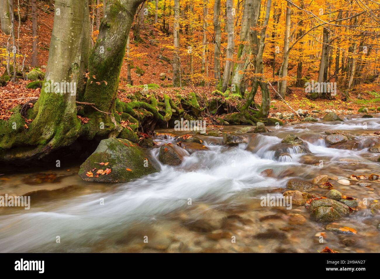 Creek in Mala Fatra national park, Slovakia. Stock Photo