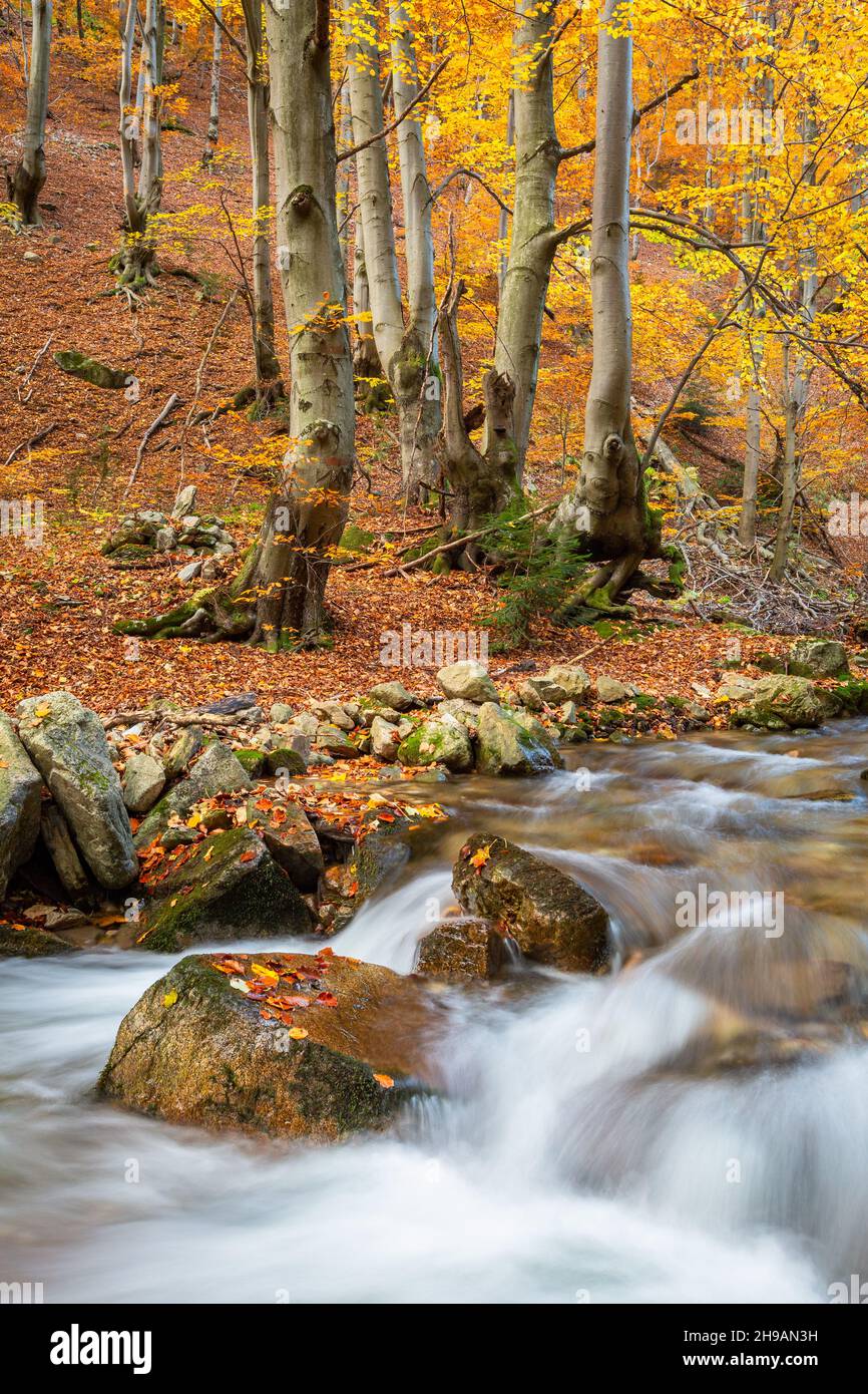 Creek in Mala Fatra national park, Slovakia. Stock Photo
