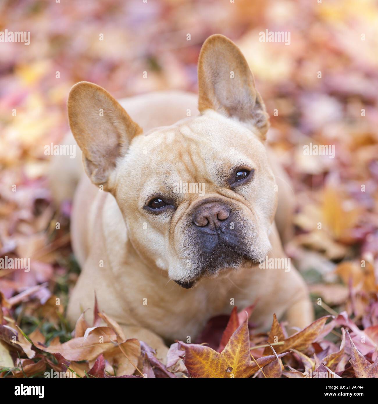 Attentive 5-Year-Old red tan male French Bulldog lying down with colorful autumn leaves background. Stock Photo