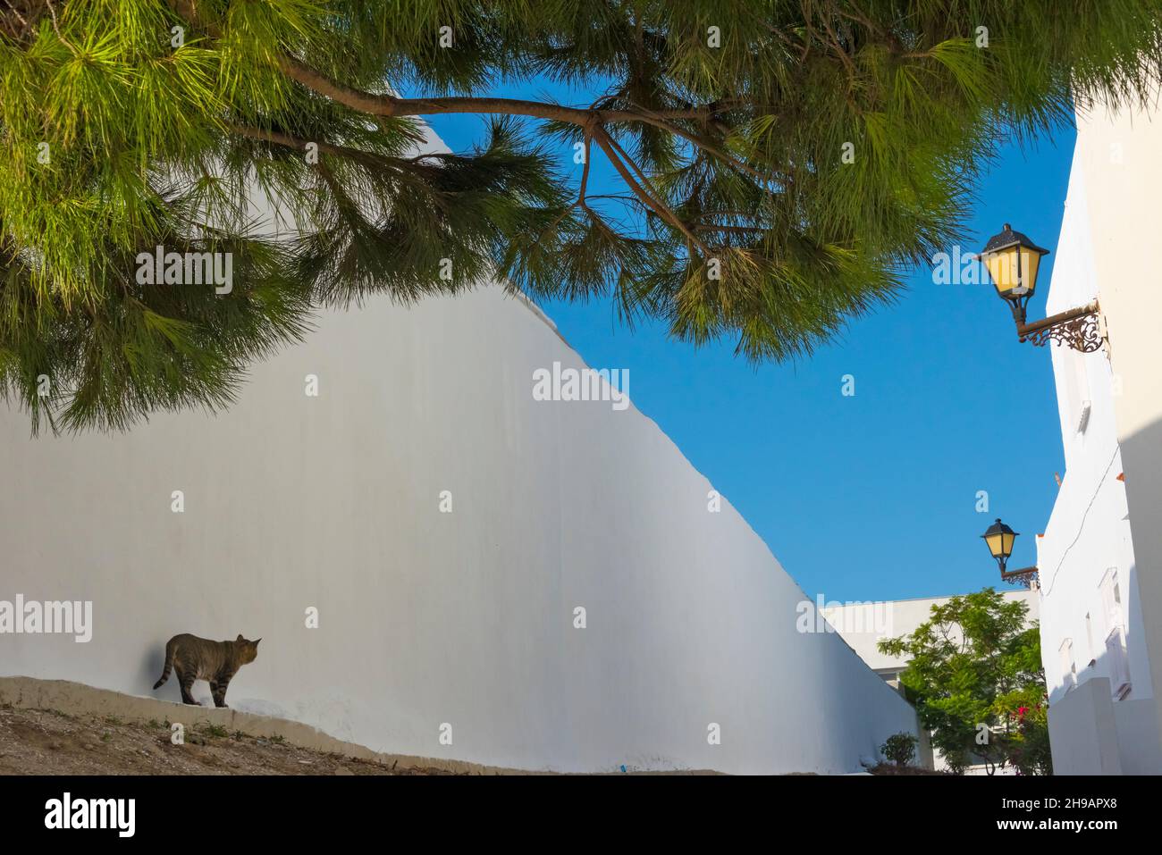 A cat by a white house under a big tree, Vejer de la Frontera, Cadiz Province, Andalusia Autonomous Community, Spain Stock Photo