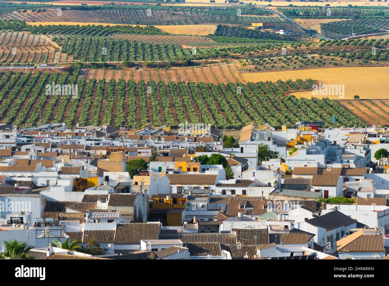 Cityscape of Osuna, houses and olive farm, Seville Province, Andalusia Autonomous Community, Spain Stock Photo