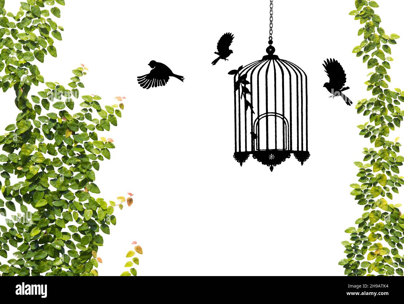 Bird cages painted on white wall Stock Photo - Alamy - Painted Parrot Cage Wall