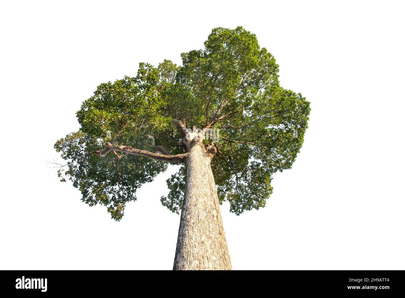 Yang tree or Dipterocarpus alatus Roxb. ,  very high tree Stock Photo