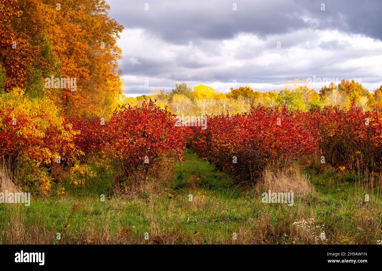 blueberry bushes in fall Stock Photo Alamy