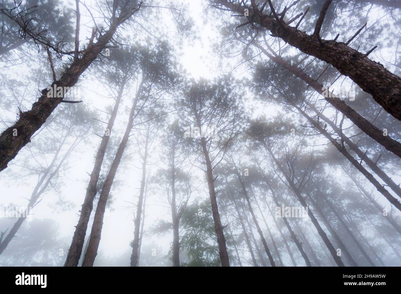 Pine tree in the fog Stock Photo - Alamy
