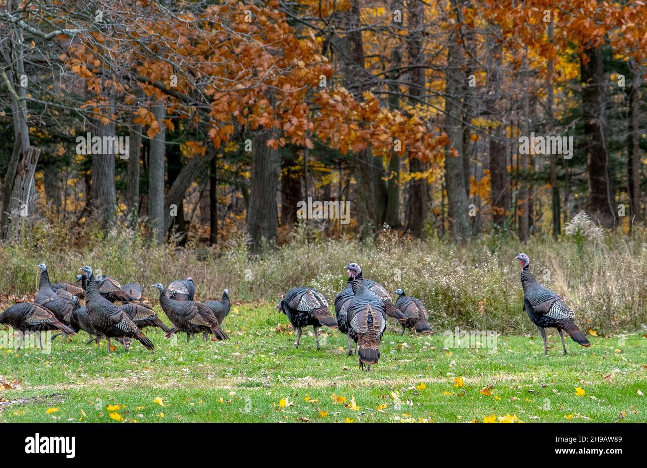 Wild turkeys gather in a wooded Michigan USA back yard the week before thanksgiving Stock Photo