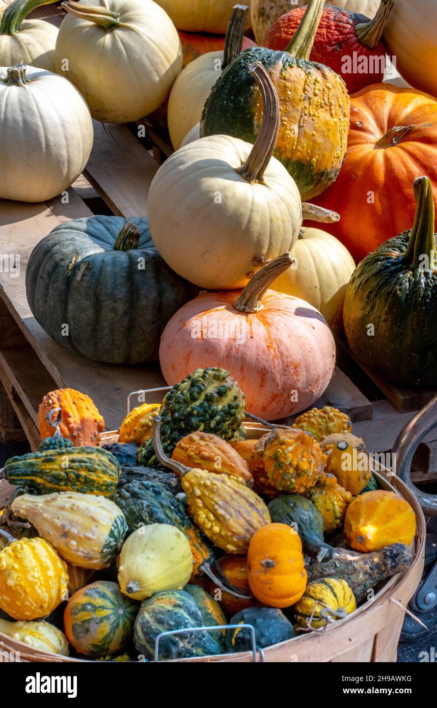 a great selection of pumpkins and gourds in many shapes ans sizes ...
