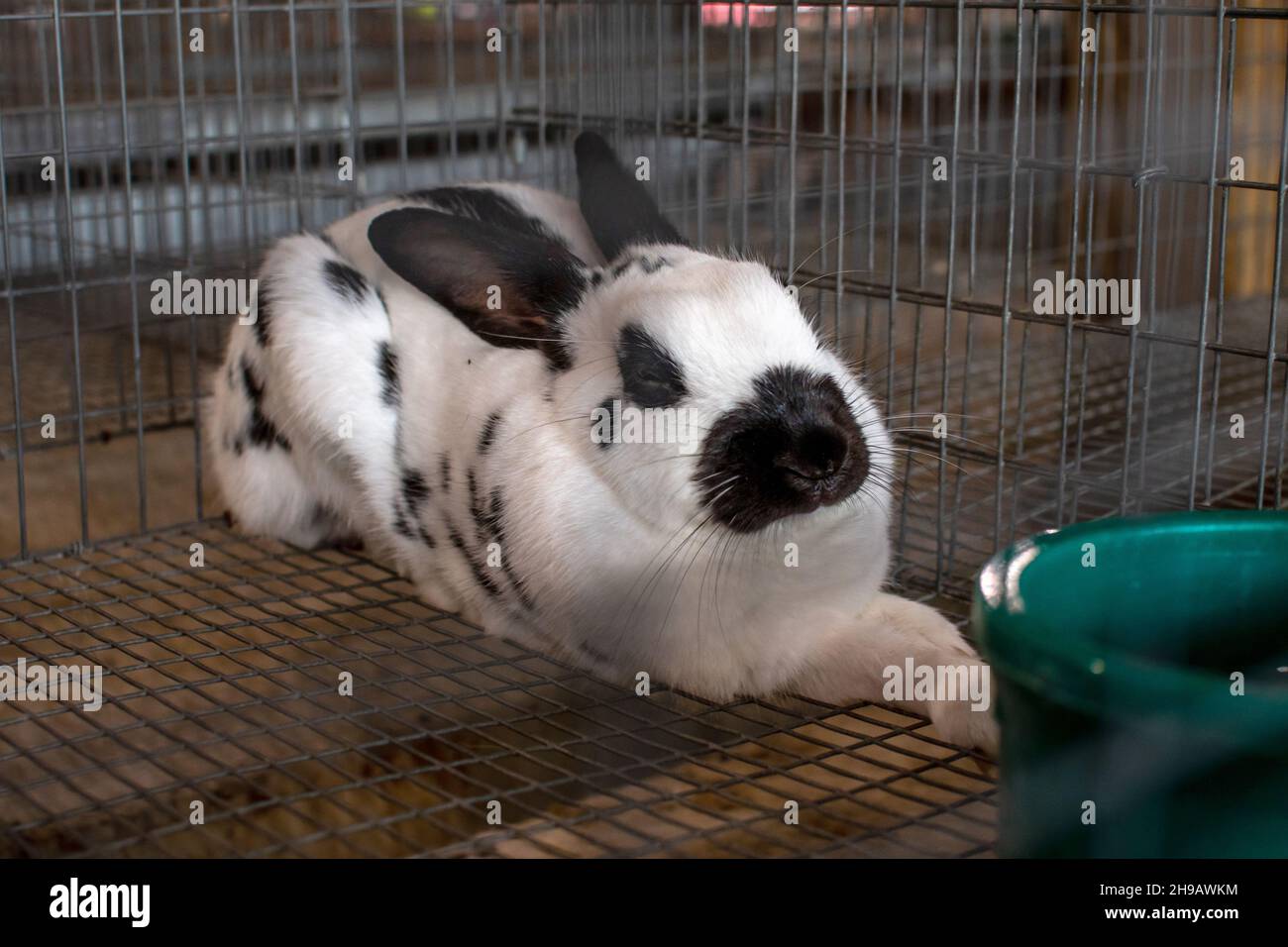Rabbit show germany hi-res stock photography and images - Alamy
