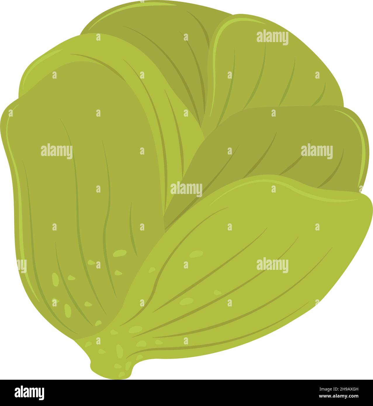 cabbage fresh icon Stock Vector Image & Art - Alamy