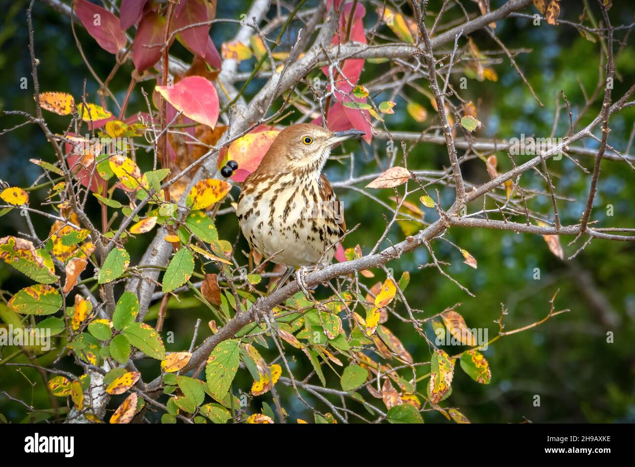 brown Thrasher -Toxostoma rufum, perched on tree with head profile toward camera Stock Photo